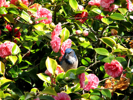 Blue Jay In The Flowers