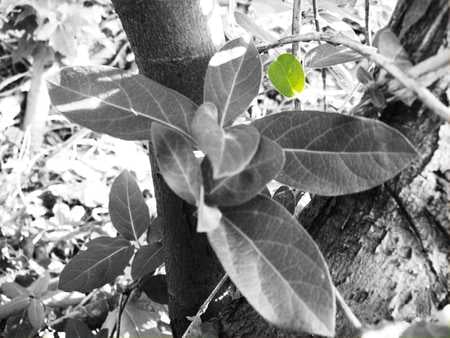 Green Leaf - wood, forested, trees, green, leaf, foliage