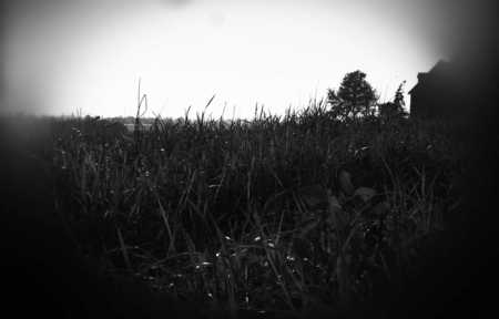 Farmed Tunnel Vision - fields, silhouette, white tree, farmland, black, grass