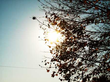 Winter's Autumn - trees, sunny, blue, bright, sky, leaves