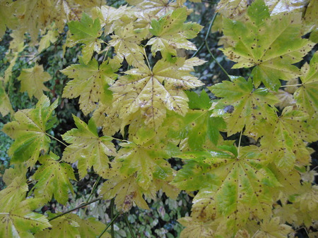 Autumn - leaves, fall