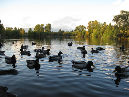 Ducks - lake, ducks