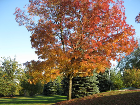 Tree ln autumn - tree, autumn