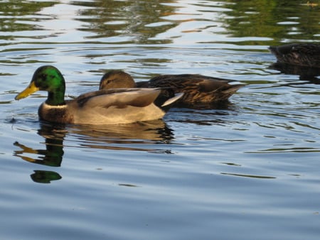 Ducks - lake, ducks