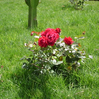 rosa en el parque