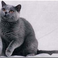 Russian grey