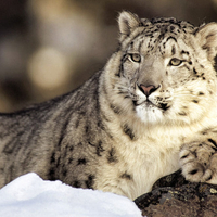 Snow Leopard King