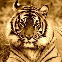 Sepiatone tiger