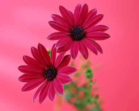 Gerbera on pink - flower, pink, gerbera, deisy