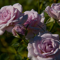 Pink roses