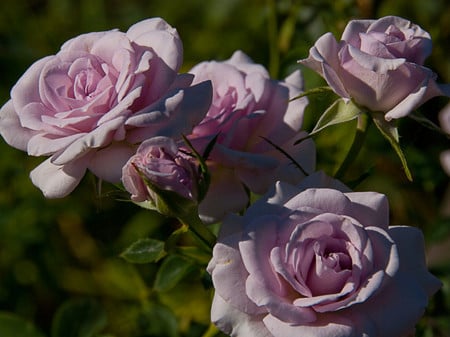 Pink roses - flowers, roses