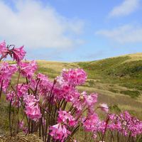 Pink flowers