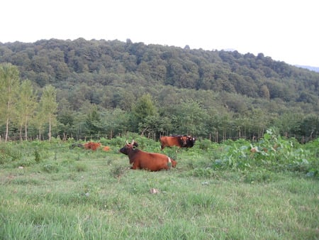 Cows - mazandaran, iran, cows