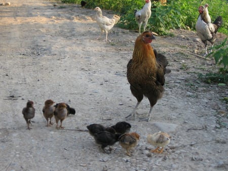 Mommy - chicken, hen