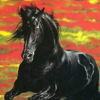 Black stallion