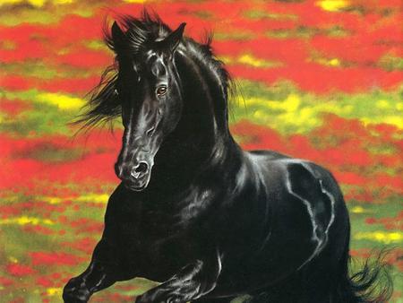 Black stallion - horse, red, wild, field, flowers, run, wind