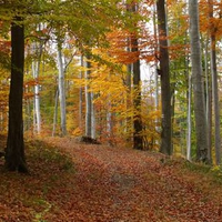 Autumn in the forest