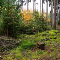 Autumn start in the forest