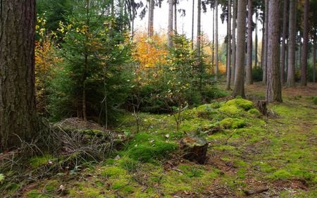 Autumn start in the forest - nature, autumn, fall, trees, forest, leaves, colors