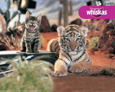 Yawn - cub, whiskas, kitten, cute, tiger