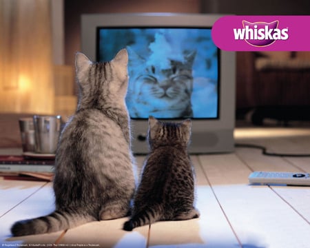 Purr Tv - animal, cute, whiskas, kittens