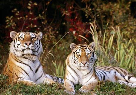 big cats - big, tiger, animals, cat