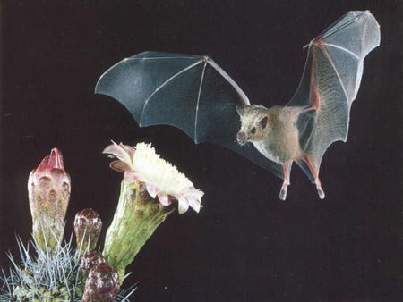 A Flying Bat - a, flying, bat, animals