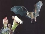 A Flying Bat