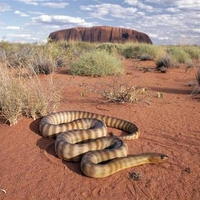 Uluru & Snake