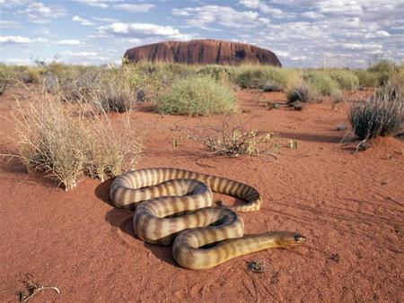 Uluru & Snake - uluru, desert, snake, australia