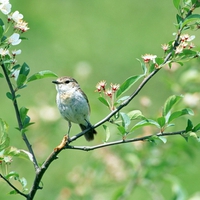 Bird on green