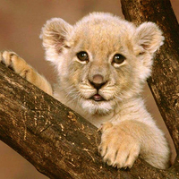 Cute cub