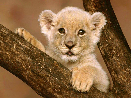 Cute cub - cub, lion, baby, tiger, cute