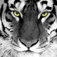 Magnetic tiger eyes