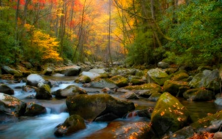 Autumn Creek - river, trees, nature, autumn, creek, forest