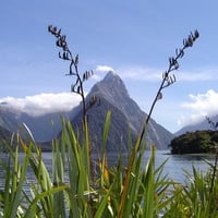 Nature, New Zealand