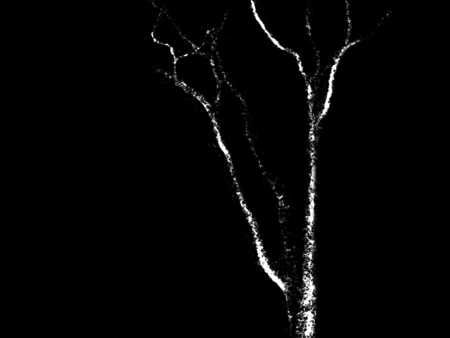 Tree In the Dark - trees, dark, parking, night, lot, lights