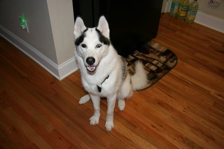 Smile - husky, alaskan, dog, siberian