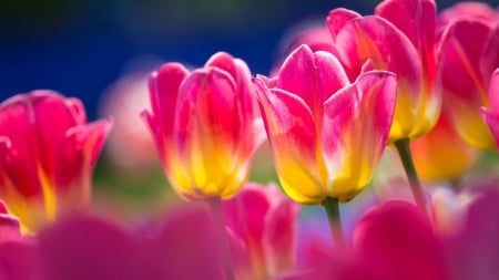 TULIPS - Pink, Yellow, Stems, Petals