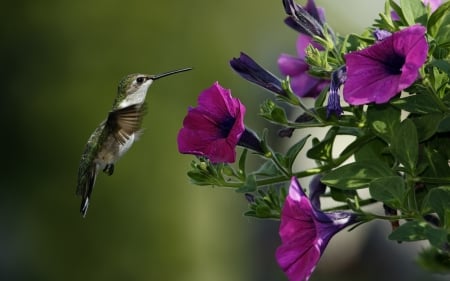 HUMMINGBIRD - flowers, wings, leaves, petals