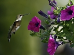 HUMMINGBIRD