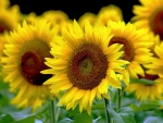 SUNFLOWERS