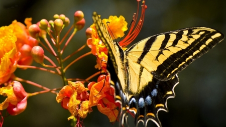 MONARCH - Petals, Colors, Wings, Flowers