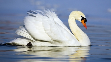 SWAN - wings, water, feathers, reflection