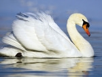 SWAN