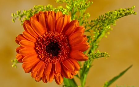 GERBERA - leaves, orange, petals, stem