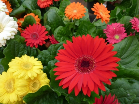 GERBERAS - leaves, petals, nature, colors