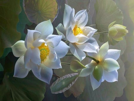 Delicate beauty - flowers, white, yellow, beauty