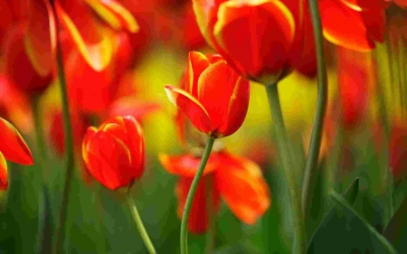 TULIPS - orange, green, stems, petals