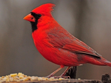 CARDINAL - wings, feathers, red, perch